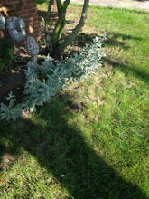 Load image into Gallery viewer, Homegrown Prairie Sage &amp; Lavender Energy Cleansing bundles
